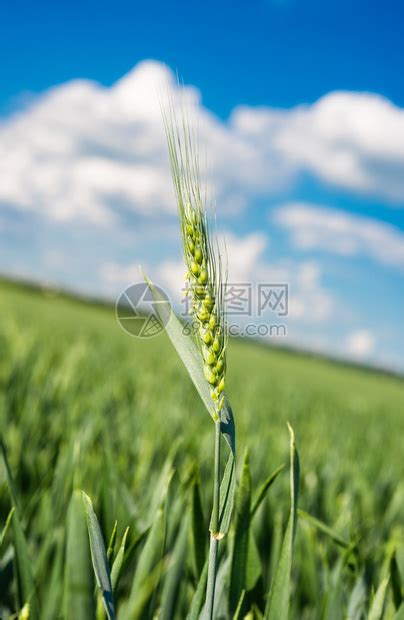 小麦在蓝天下高清图片下载-正版图片600206092-摄图网
