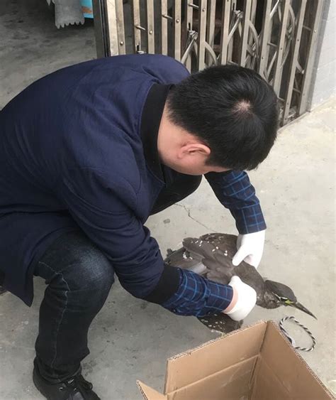 市民捡到受伤“怪鸟”，专家认定为濒危鸟类_社会民生_浏阳网