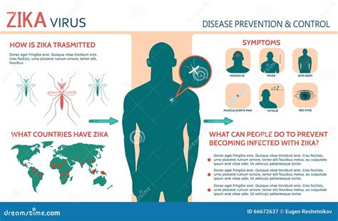 Zika Virus Symptoms Infographics Stock Vector - Image: 66672637