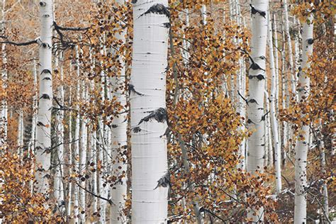 为什么每年秋冬季都要给树木涂白？_树干涂白剂_济南亿禾世纪园林绿化有限公司