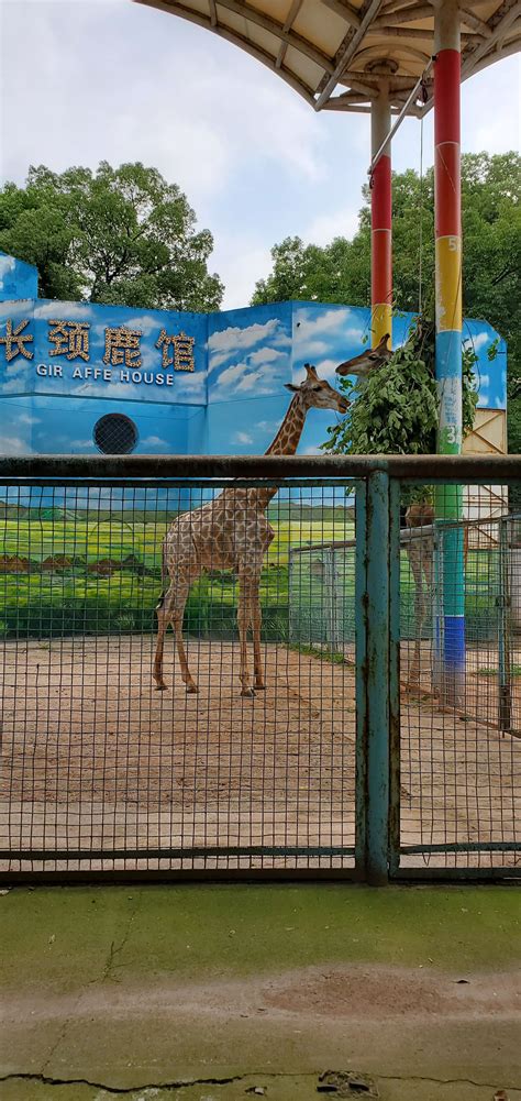 夏游九峰森林动物园 与萌宠共度美好假期-武汉旅游攻略-游记-去哪儿攻略