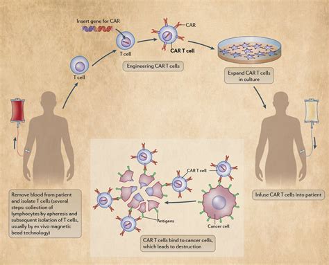 认识你身体里的免疫细胞 - 基本概念 - 细胞百科 - 循源生物科技