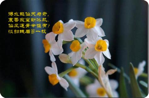 关于水仙花的古诗