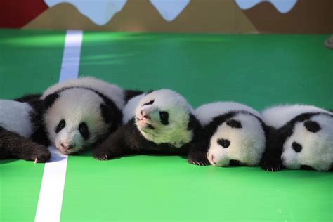 旅美大熊猫“宝宝”所产双胞胎幼仔迎出生百日|大熊猫|宝宝|双胞胎_新浪新闻