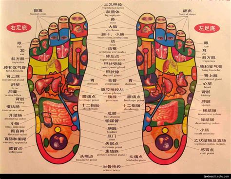 足底反射区图图片
