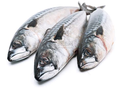 新鲜青鱼鲭鱼沙丁鱼俄罗斯鲱鱼鱼籽鱼白鳁鱼温鱼海鱼冷冻鲜鱼6斤-阿里巴巴
