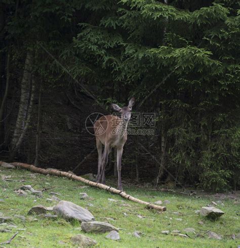 獐鹿站在森林里高清图片下载-正版图片507276109-摄图网