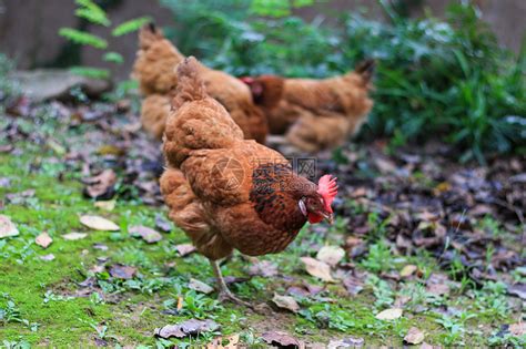 养鸡场淘汰的老母鸡能吃吗，养鸡场被淘汰的母鸡人能吃吗？