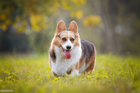 柯基犬图片-柯基犬图片大全-柯基犬高清图集-宠物王