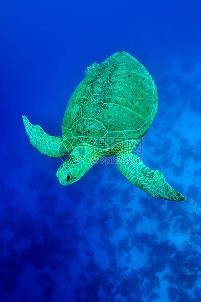 两栖动物绿海龟图片-白色背景下的两栖动物绿海龟素材-高清图片-摄影照片-寻图免费打包下载