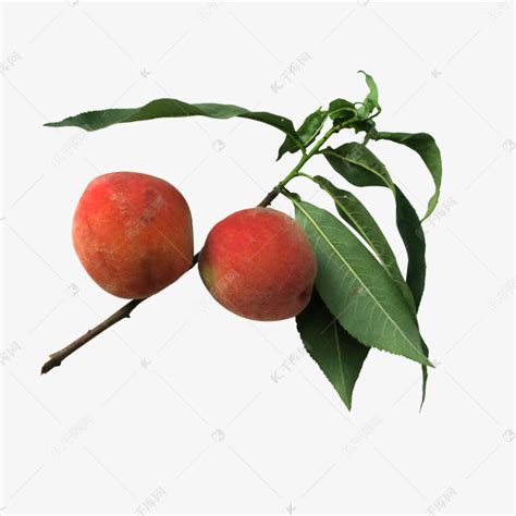 带枝的新鲜桃子素材图片免费下载-千库网