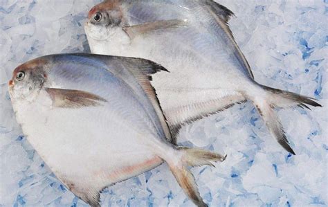 海鲜市场常见的海鱼,市场上常见的海鱼(第4页)_大山谷图库