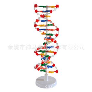 DNA模型3D打印模型_DNA模型3D打印模型stl下载_3D打印模型-Enjoying3D打印模型网