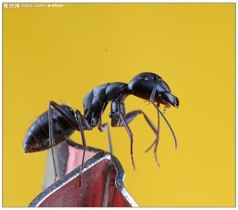 【微距 . 蚂蚁摄影图片】生态摄影_太平洋电脑网摄影部落