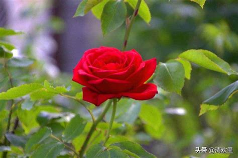 21朵玫瑰代表什么 二十一朵红玫瑰的花语_华夏智能网