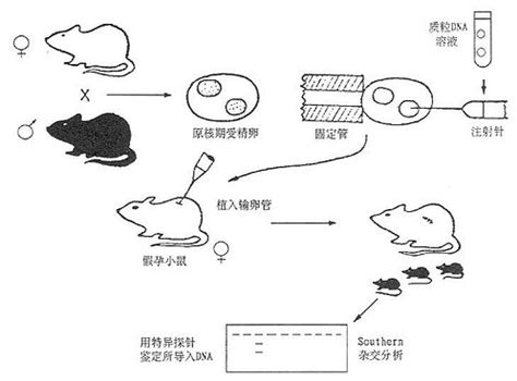 转基因小（大）鼠-北京基石生命科技有限公司
