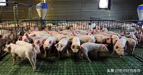 10头黑猪养殖成本利润 - 绕农网
