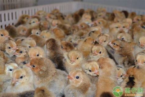 十大观赏鸡品种 - 惠农网