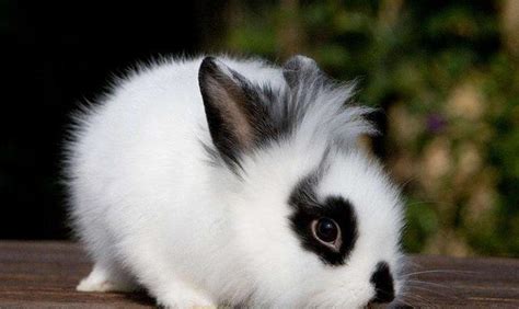 小清新范宠物兔的名字适合女生养的萌宠-可爱点 - 【可爱点】