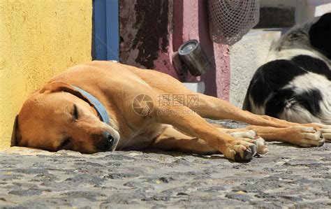 在街上睡觉的金色猎犬高清图片下载-正版图片320920030-摄图网