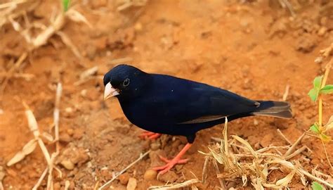 珍稀的蓝冠噪鹛，世界上最神秘的鸟类之一_婺源