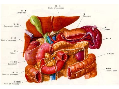 人体结肠解剖示意图-人体解剖图,_医学图库
