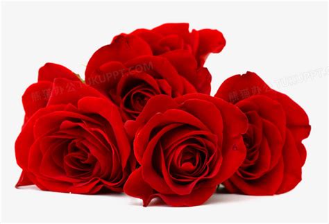 红色玫瑰花鲜花特写PNG图片素材下载_鲜花PNG_熊猫办公