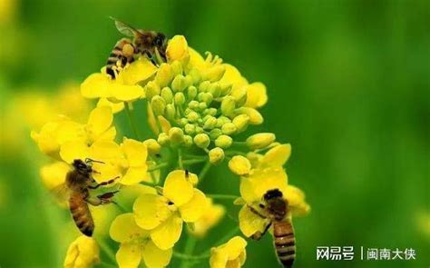 蜜蜂怎样做到高度分工？农科院专家找到新的研究视角|中国农科院_新浪新闻
