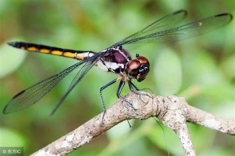 湿地水质检测昆虫是什么（蜻蜓：监测水质是否污染的"指示昆虫"） | 说明书网