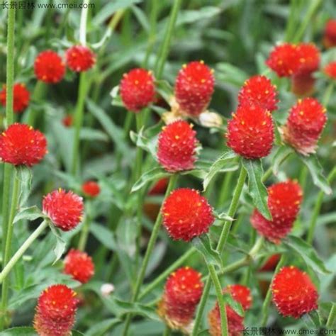 千日红种子怎么种植-花卉百科-绿宝园林网