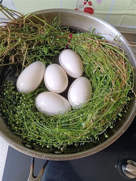 【清水煮鹅蛋的做法步骤图，清水煮鹅蛋怎么做好吃】Jameel_下厨房