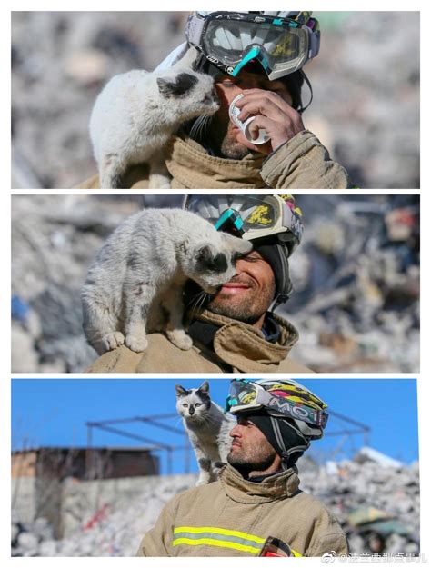 俄罗斯猫咪火灾中获救 安家消防站成“团宠”