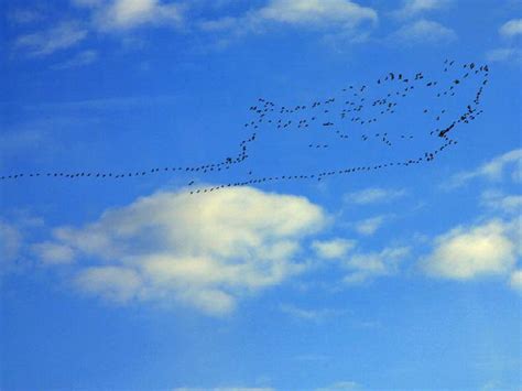 科学网—【雁群】群雁，些飞些息，在动与静中浅吟低唱着洞庭湖的生态之歌。（明健飞 摄） - 鸟舞洞庭