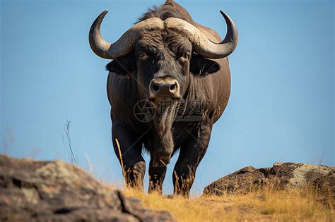 坦桑尼亚大角牛高清图片下载-正版图片600790408-摄图网