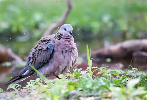 斑鸠和天落-中国信鸽信息网相册