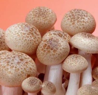 8家蘑菇创新公司盘点：生产新型饮料、替代肉、人造皮革等 - 知乎