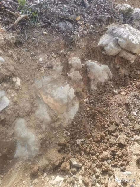 石头里冒出“筒骨” 好奇村民挖出1.6亿年前恐龙化石 - 化石网