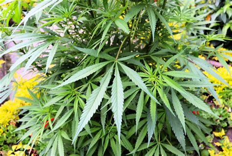 Premium Photo | Green cannabis leaves, cannabis bush