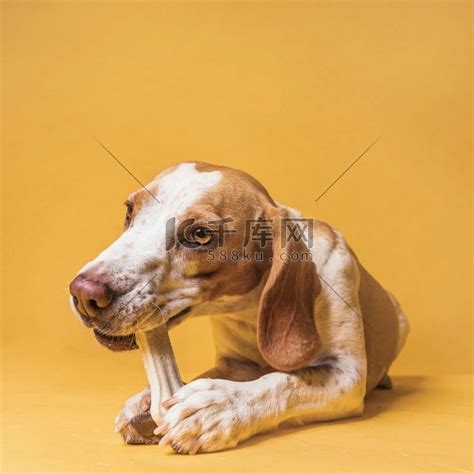 正面图美丽的狗吃骨头高清摄影大图-千库网