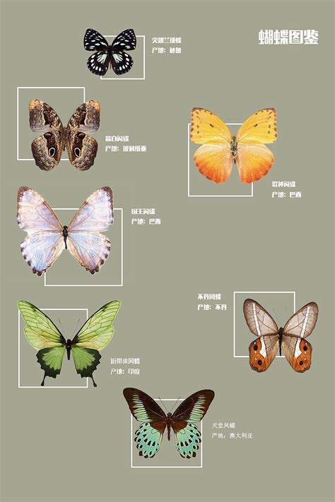 蝴蝶的形态特征-野生动物生态保护-图片