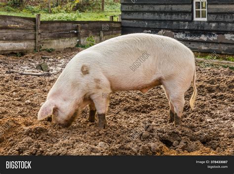 Royalty Free Fat Pig Pictures, Images and Stock Photos - iStock