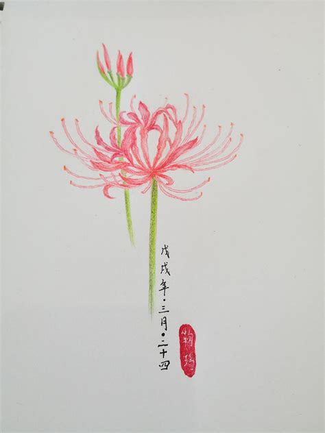 蝶恋花～曼珠沙华～ - 堆糖，美图壁纸兴趣社区