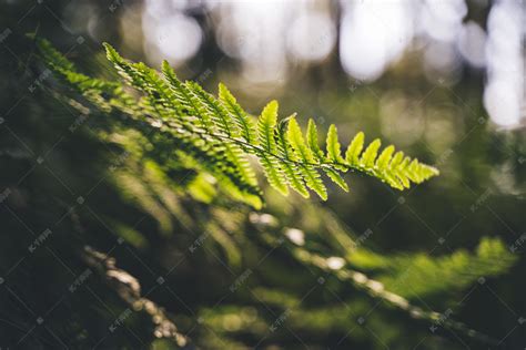 阳光自然树叶叶子摄影图高清摄影大图-千库网