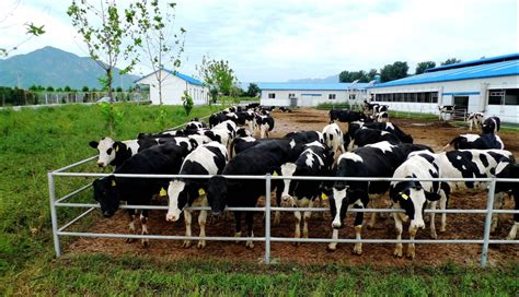 现代化奶牛场 -欢迎访问北京农学院主页