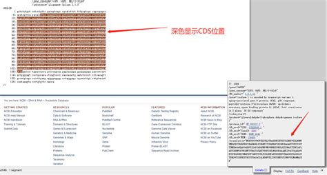 ncbi查找目的基因序列_基于PrimerBank和NCBI数据库的引物查找与设计_weixin_39963465的博客-CSDN博客