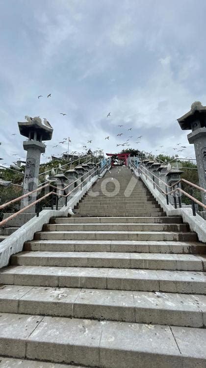青森県の蕪島神社とたくさんのウミネコ - No: 24914363｜写真素材なら「写真AC」無料（フリー）ダウンロードOK