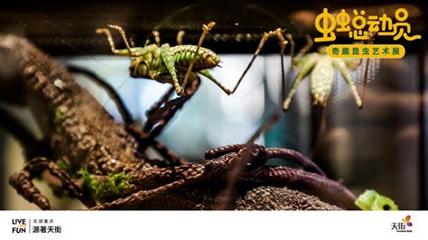 「虫虫总动员」奇趣昆虫艺术展活动策划让你爱上大自然 - 会展活动策划CCASY.COM