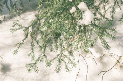绿色的树枝在雪地里吃了高清图片下载-正版图片506561747-摄图网