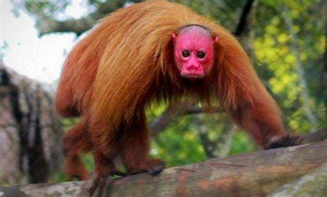 世界上最丑的猴子，满脸通红没有头发，如今已濒临灭绝！
