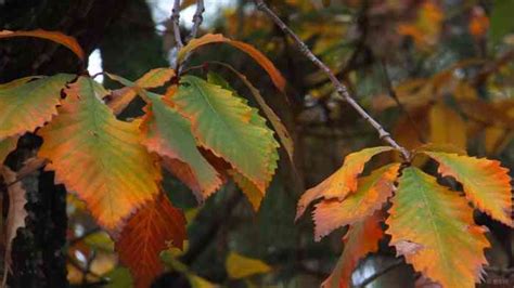 麻梨疙瘩树图片